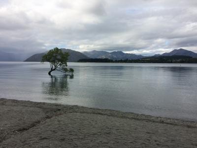 That Wanaka Tree