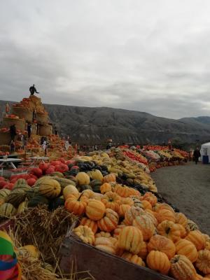 verschiedene Sorten von Kürbissen auf der "Desert Hill" Farm verschiedene Sorten von Kürbissen auf der "Desert Hill" Farm