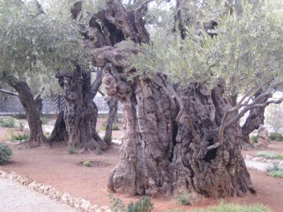 &Ouml;lberg uralter Olivenbaum