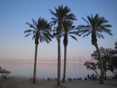 Palmen am Toten Meer