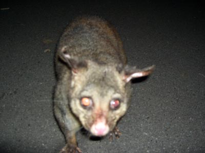 opossum 1 opossum 1