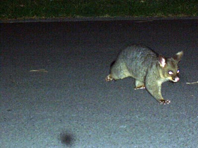 opossum 2 opossum 2
