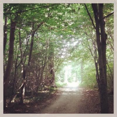 Durch diesen Märchenwald sind wir mit dem Fahrrad gefahren. Wunderschön, oder? :) // We rode through this fantastic forrest with our bikes.It is stunning, right? :)