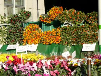 Fr&uuml;hlingsblumen auf dem Halleschen Markt