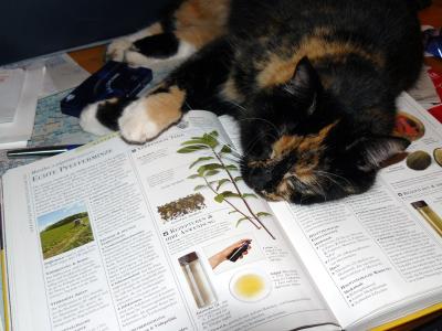 Unsere Katze Sally auf meiner Literatur f&uuml;r die Heilpflanze des Monats