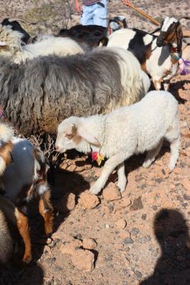 Unsere Schafe und Ziegen