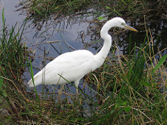Heron Hunting von Ken Bosma