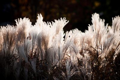 BILD: "Backlight on White Grass" von<br />
Rob MacEwen.