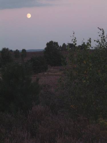 Mond über der Heide