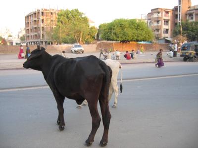 Der M&auml;chtigste auf der Strasse: Die Kuh!