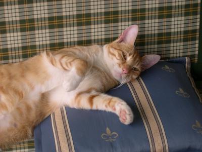 Kater auf der Bank Kater auf der Bank