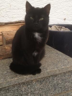 Meine kleine Blog-Waechterin. An der kommt Keiner vorbei