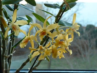 Dendrobium nobile "Stardust"
