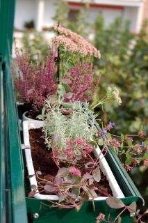Balkonkasten mit Herbstbepflanzung