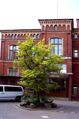 Greifswalder Frauenklinik mit Tulpenbaum auf dem Hof