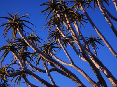 Koecherbaum Namibia