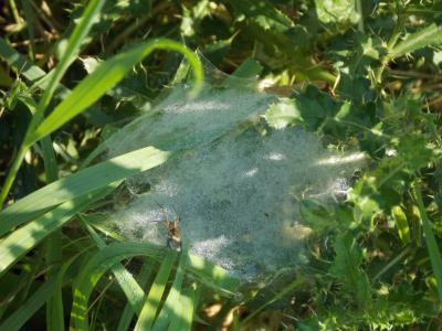 Ein Netz einer Spinne! Hier drunter ist ein Bildausschnitt von ihr!