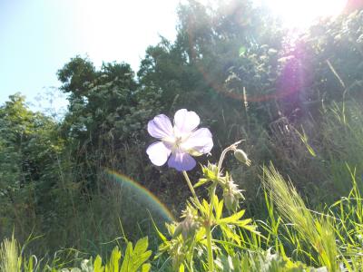 Der Regenbogen ist wahrscheinlich durch eine Lichtbrechung in der Linse entstanden, oder? In echt war der jedenfalls nicht da ^^