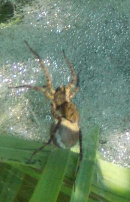 Hier ist die Spinne! Sry wegen der Qualit&auml;t, ist ein Bildausschnitt!