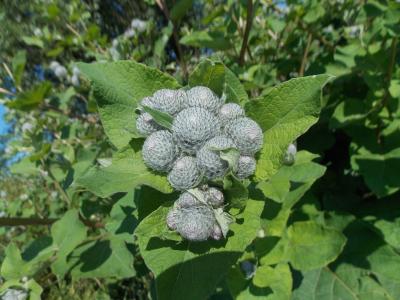 Die arme Blume! Die wurde von irgendwas umspinnt (Zoomt mal rein!!!)