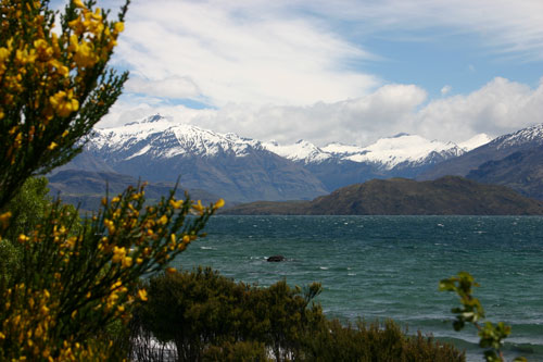 Ginster am Lake Wanaka mit frisch verschneiten Bergen des Mount Aspiring National Parks Ginster am Lake Wanaka mit frisch verschneiten Bergen des Mount Aspiring National Parks