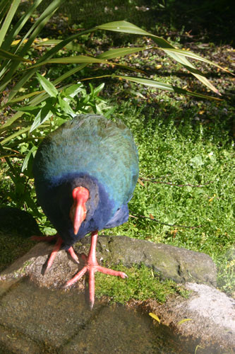 Eine Takah?. Beinahe ausgestorben und doch quietschfidel... Eine Takah?. Beinahe ausgestorben und doch quietschfidel...