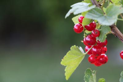 Ich liebe Johannesbeeren!
<br />
xD Ich liebe Johannesbeeren!
<br />
xD