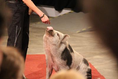 Ein Schwein, dass "Sitz" macht. xD