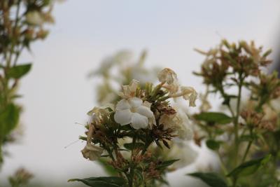 Blumen...