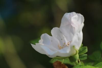 Blume