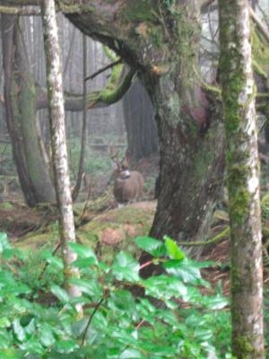 zuerst hielt ich das Reh fuer eine Besucheratrappe, dann bewegte es sich... zuerst hielt ich das Reh fuer eine Besucheratrappe, dann bewegte es sich...