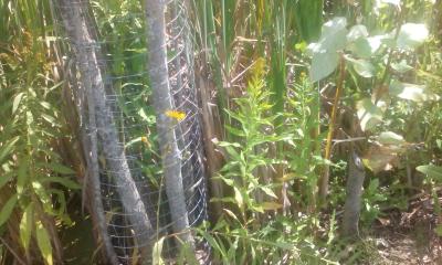 Baumschutzmaßnahme, rechts im Bild: zu spät Baumschutzmaßnahme, rechts im Bild: zu spät