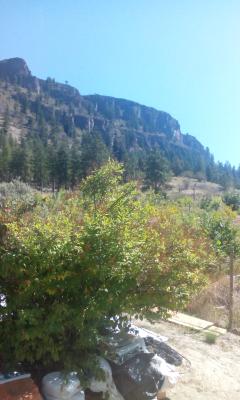 Der Berg hinter der Farm (blauer Himmel)