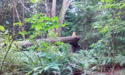 Waren es die Biber vom Beaver Lake?