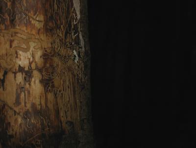 Baumstamm mit Masserung