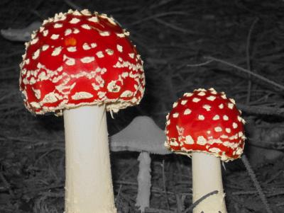 rote Fliegenpilze auf SchwarzWei&szlig;