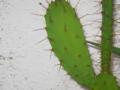 Mein kleiner gr&uuml;ner Kaktus