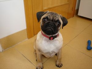 Mops Mops