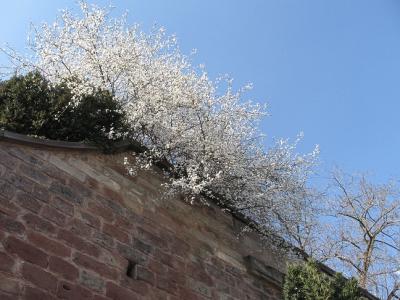 Schlossmauer im Frühling