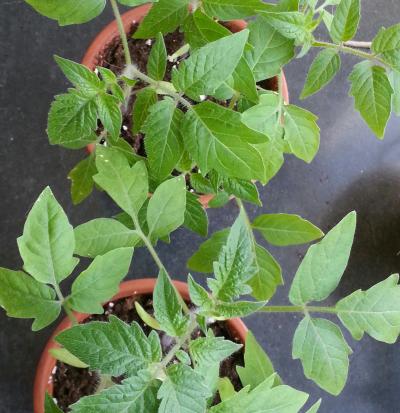 Tomatenpflanzen am 12.04.2015
