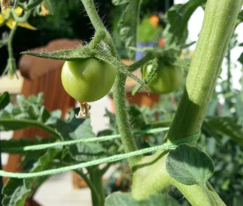 Die ersten Tomaten