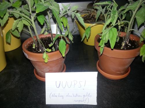 Tomatenpflanzen am 22.4.2015