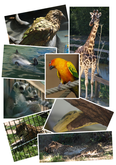 Ein Tag im Zoo