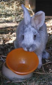 &Auml;lteres Foto meines Rammlers, Long Dong