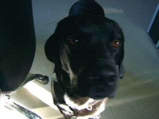 So, jetzt schau in meine sch&ouml;nen braunen Augen ... und dann gib mir Fresschen ;)