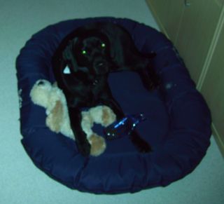 Das bin ich in meinem neuen K&ouml;rbchen ... BlueBay - Das ist abwaschbar. Findet Herrchen gaaaanz toll!