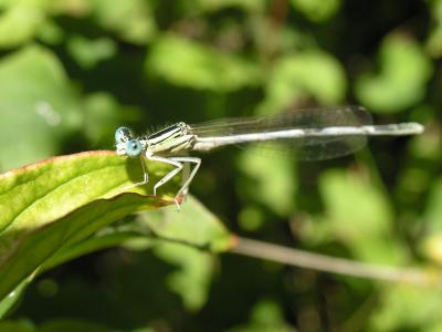 St. Jean Libelle