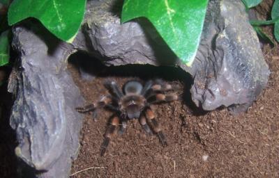 Nandu nach dem Einsetzen ins Terrarium