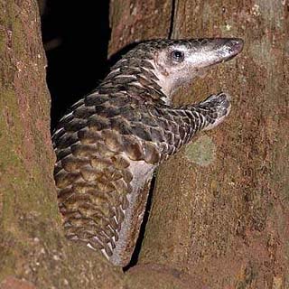 süss. ein pangolin.