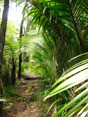 Regenwaldpfad auf Waiheke Island